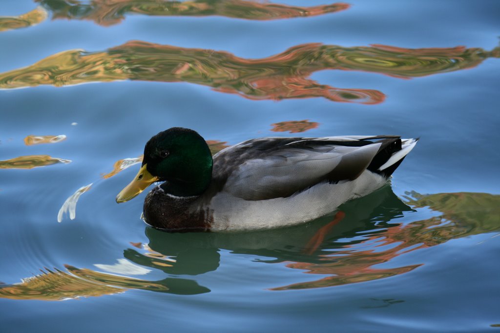Floating Duck