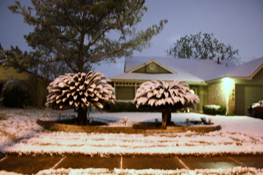 Snow on palm trees