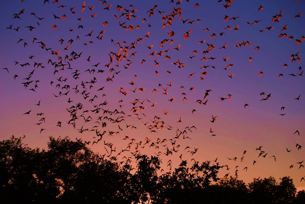 Bat flight, Bracken Cave.
