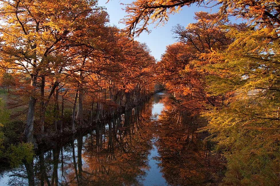 Cypress Trees in Fall