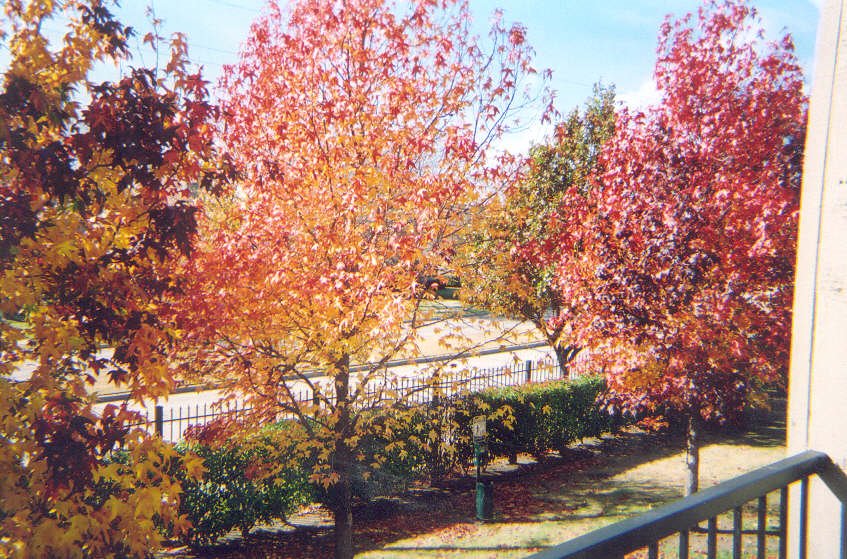 Texas Fall Colors