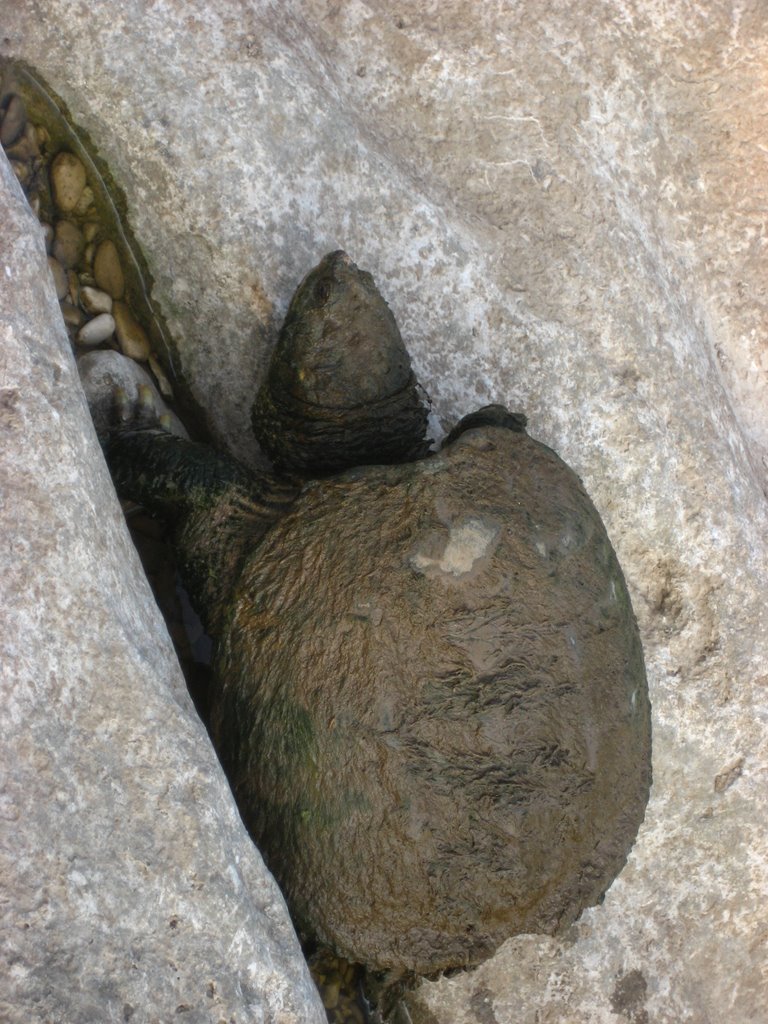 Barton Creek Wildlife