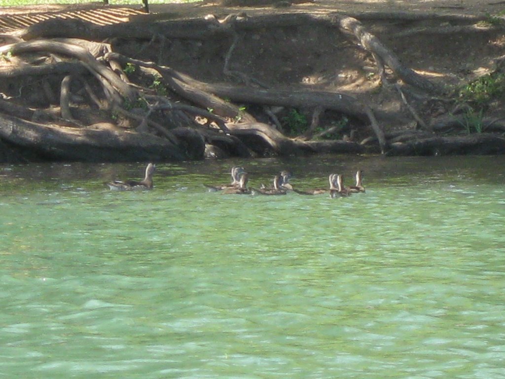 ducks