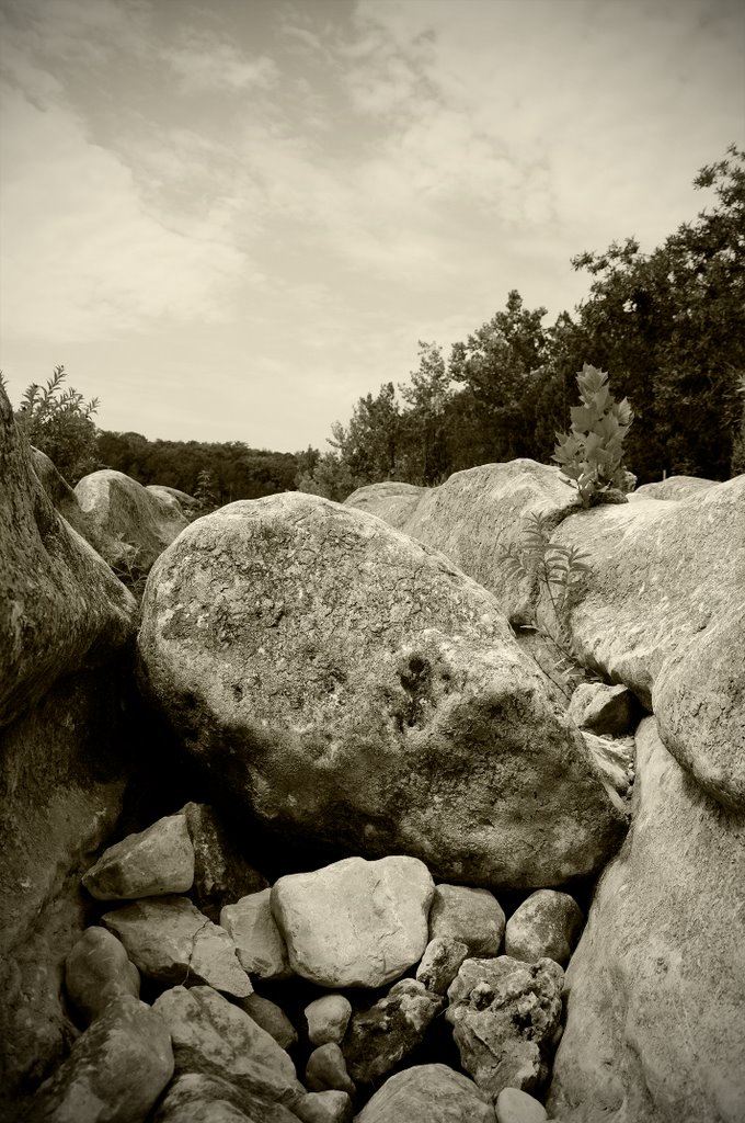 Rock in dry Barton Creek Greenbelt