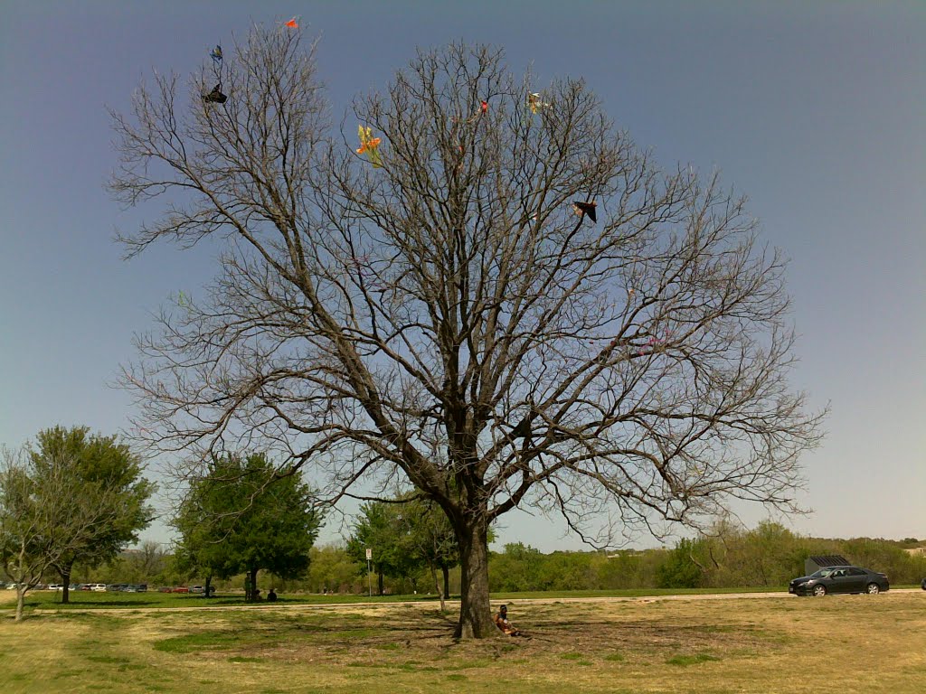 Kite-eating tree in Zilker Park, Austin