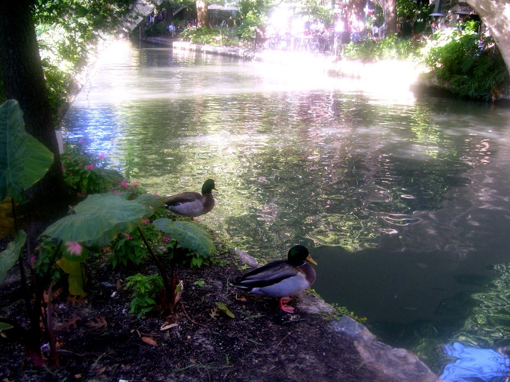 waiting their turn on the riverbank San Antonio,Texas USA