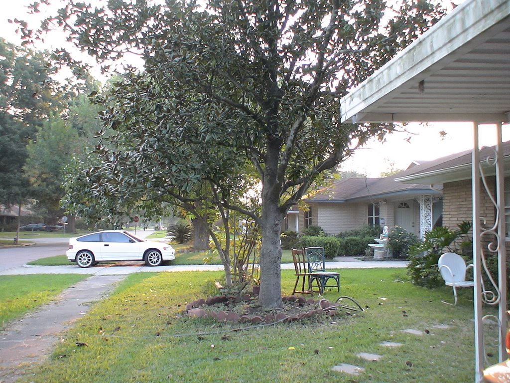 Morning Tree