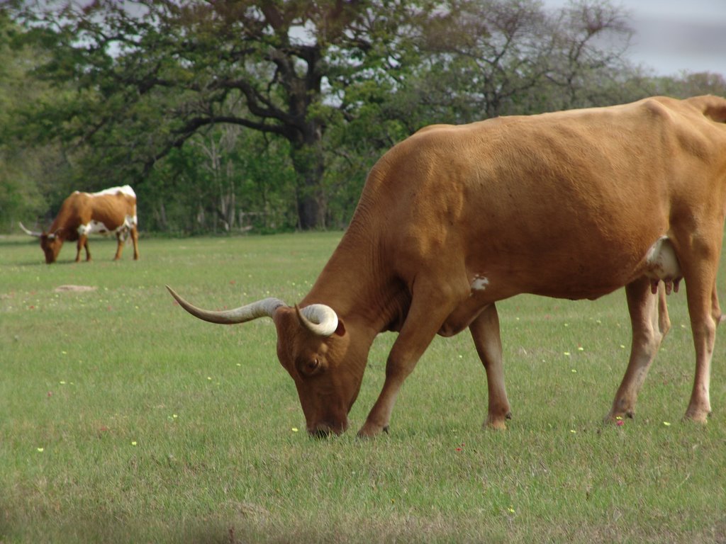 El Longhorn