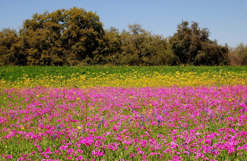 SPRINGTIME