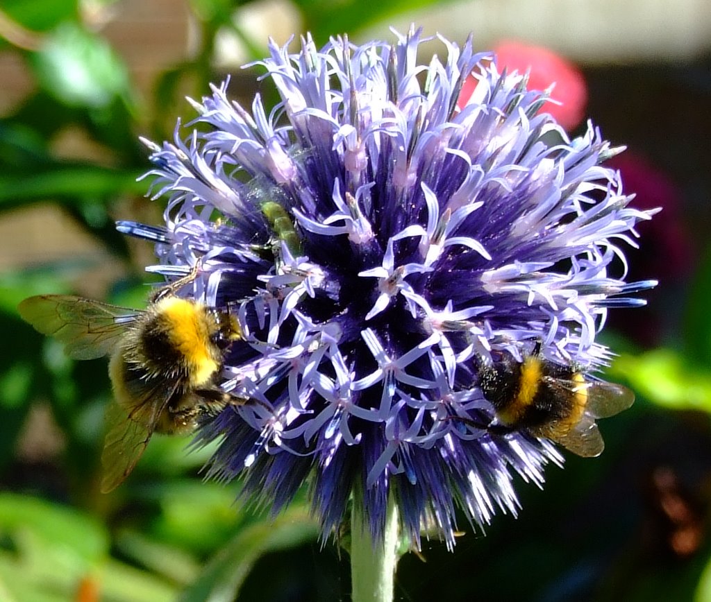 " two bee or not two bee, that is the question "!
