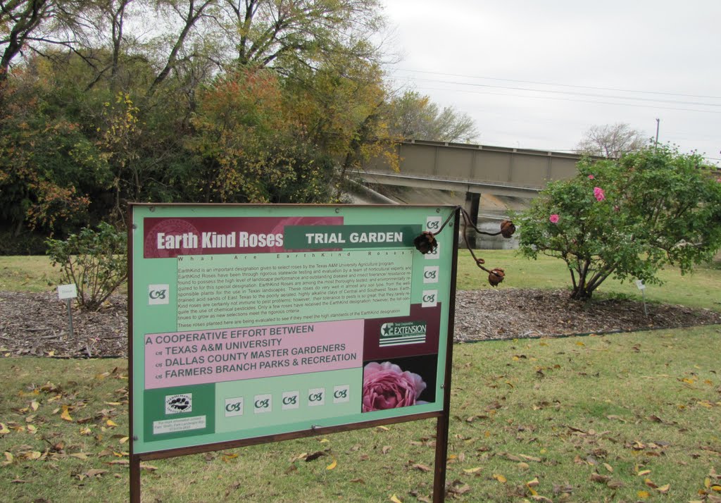 Trial Garden for Roses on the bank of the creek