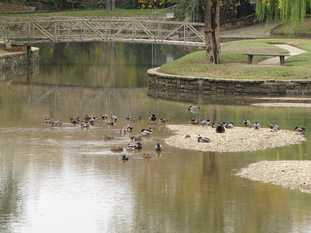 Ducks at Mellon Park with pedestrian bridge in the background
