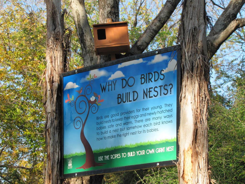 Why Do Birds Build Nests? .... and why dont you try it too?