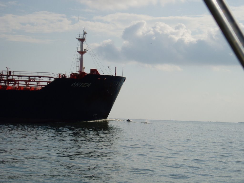 Houston Ship Channel - ship with bow riding dolphins 20090815