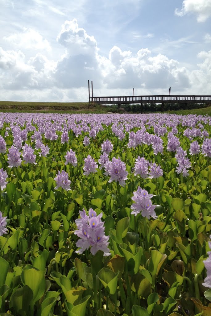water hyacinths