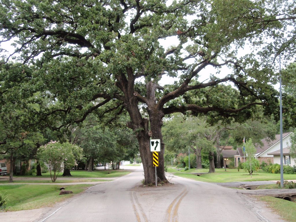 Tree in Pecos street looking East