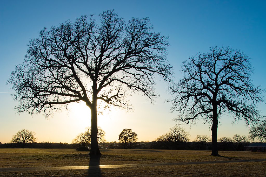 Trees can be nice