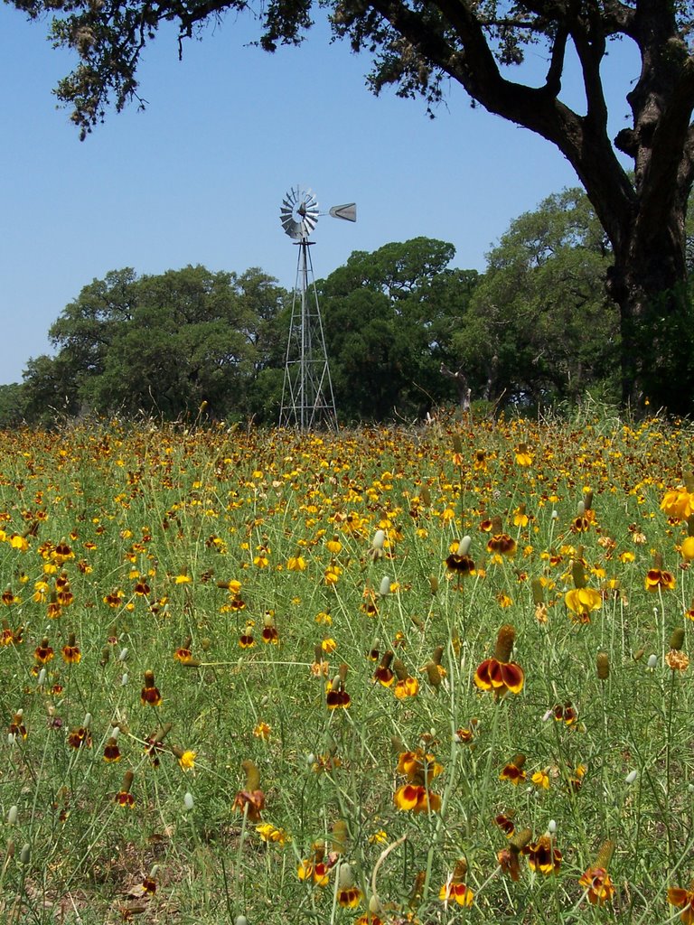 Windmill at Walker Ranch