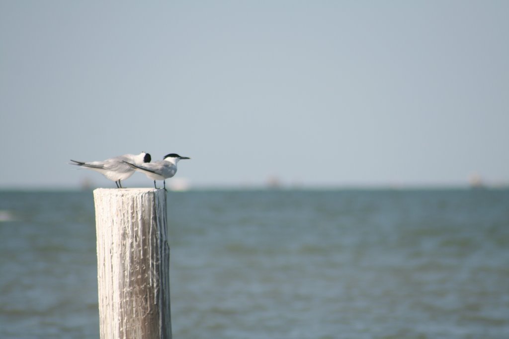 Texas City Housten