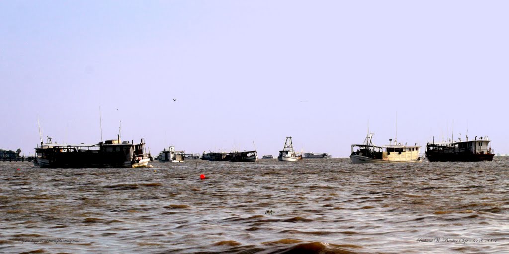 Many Oyster Luggers Dredging for Oysters to Transplant