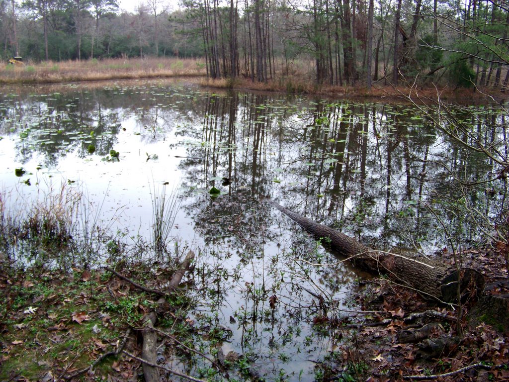 Pond at the Houston Arboretum and Nature Center