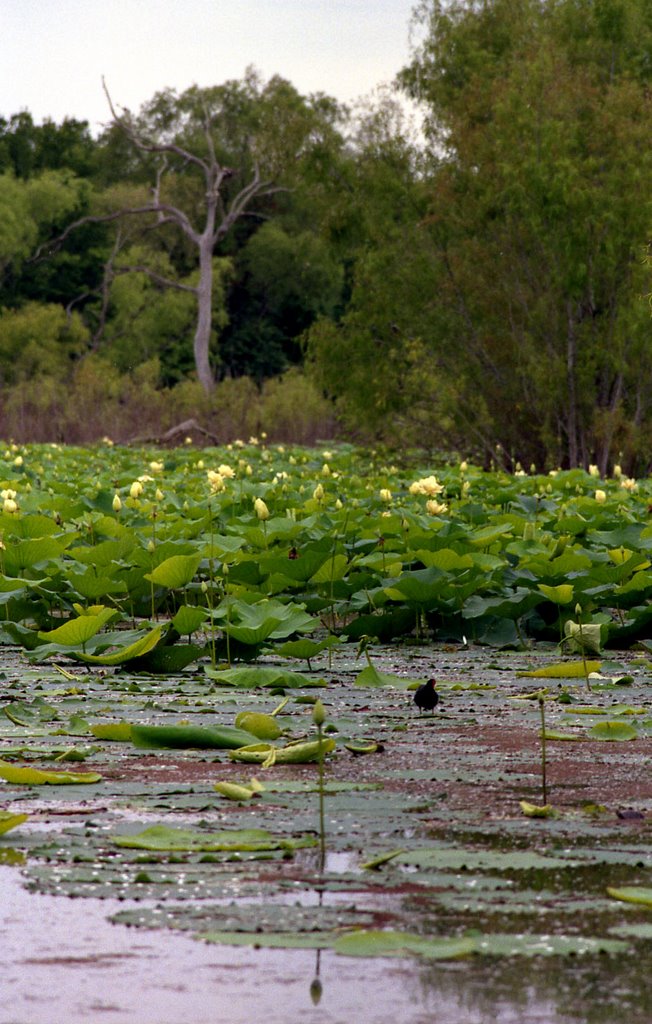 Brazos Bend state park, Texas