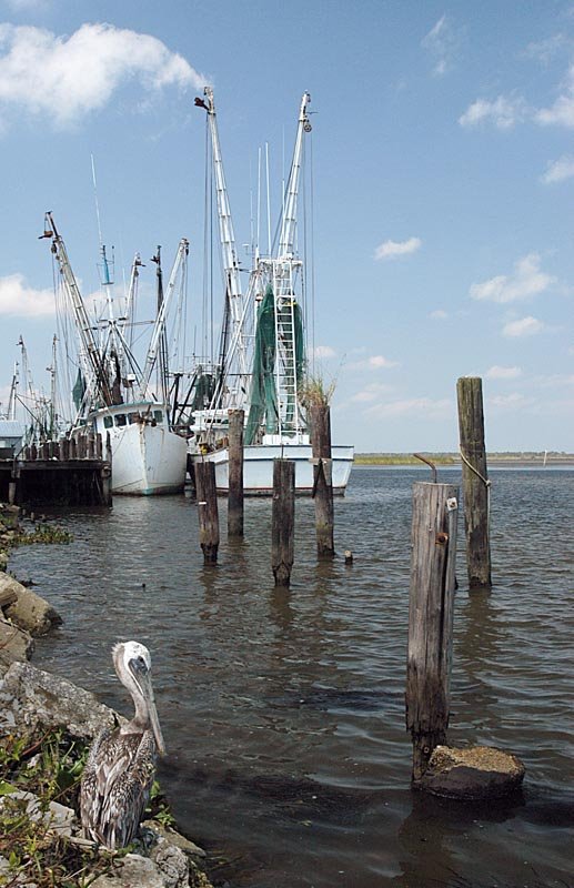 Apalachicola Shrimp Boats