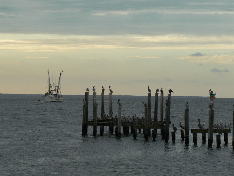 Shrimp Boat and Pelicans