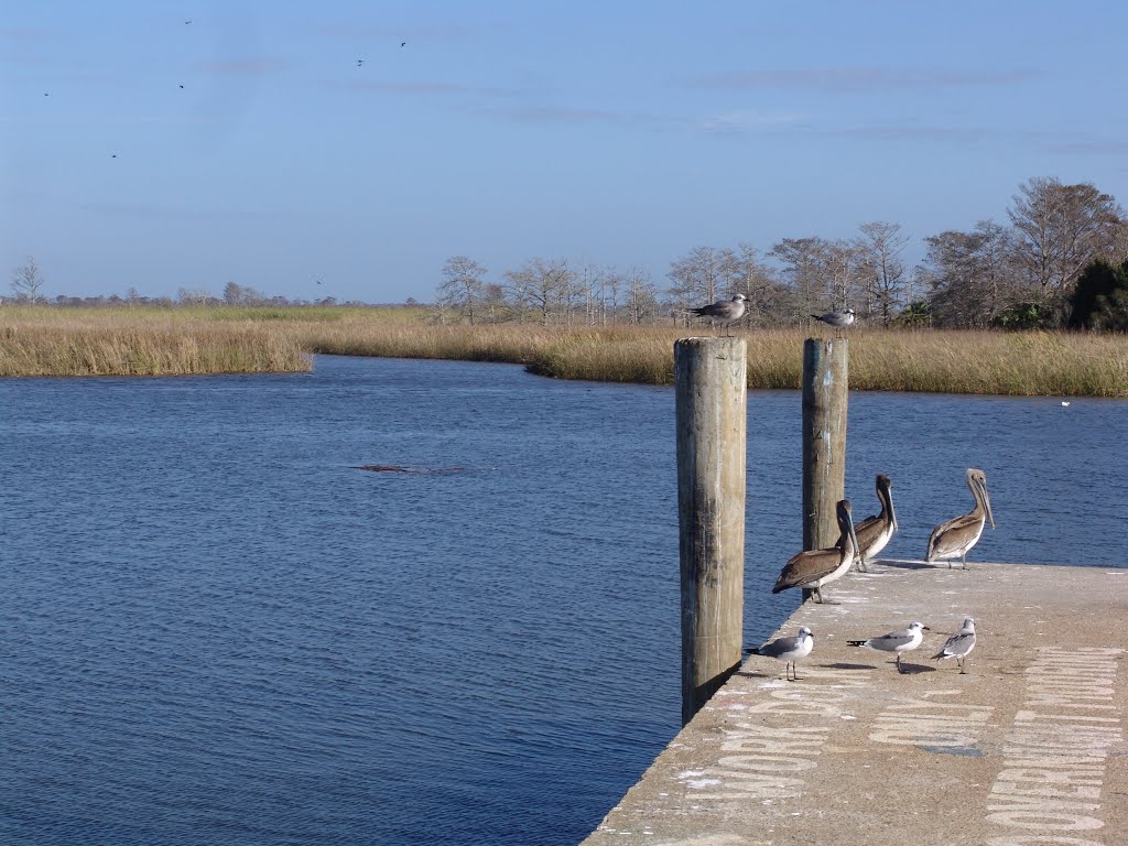 birds on dock of Scipio Creek, historic Apalachicola Florida (11-27-2011)