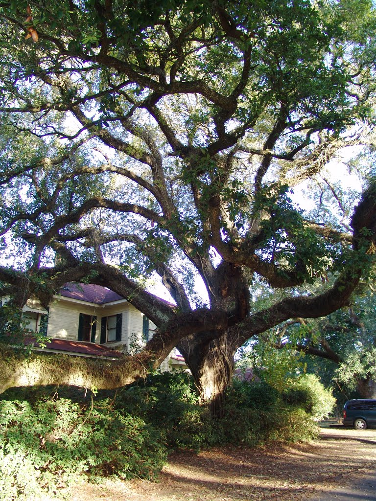massive Live Oak tree, historic Apalachicola Florida (11-26-2011)