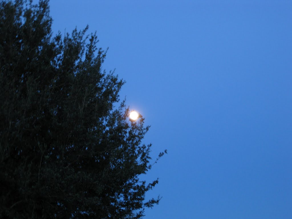Moon in a Tree
