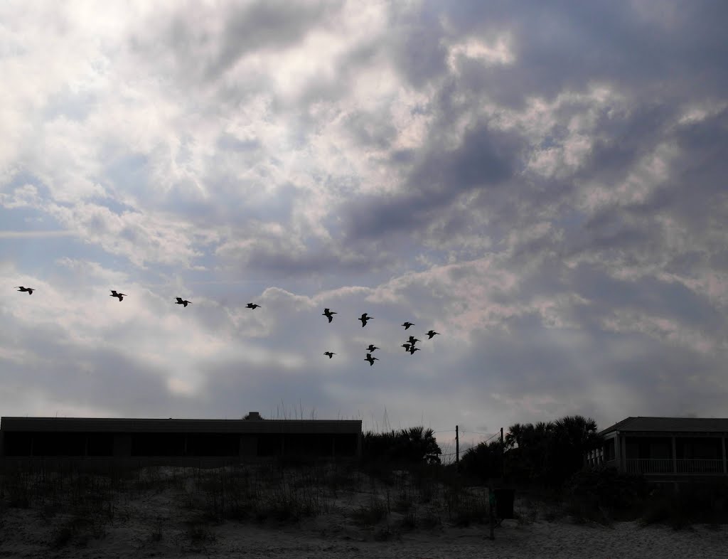 Atlantic Beach - Pelicans Returning North