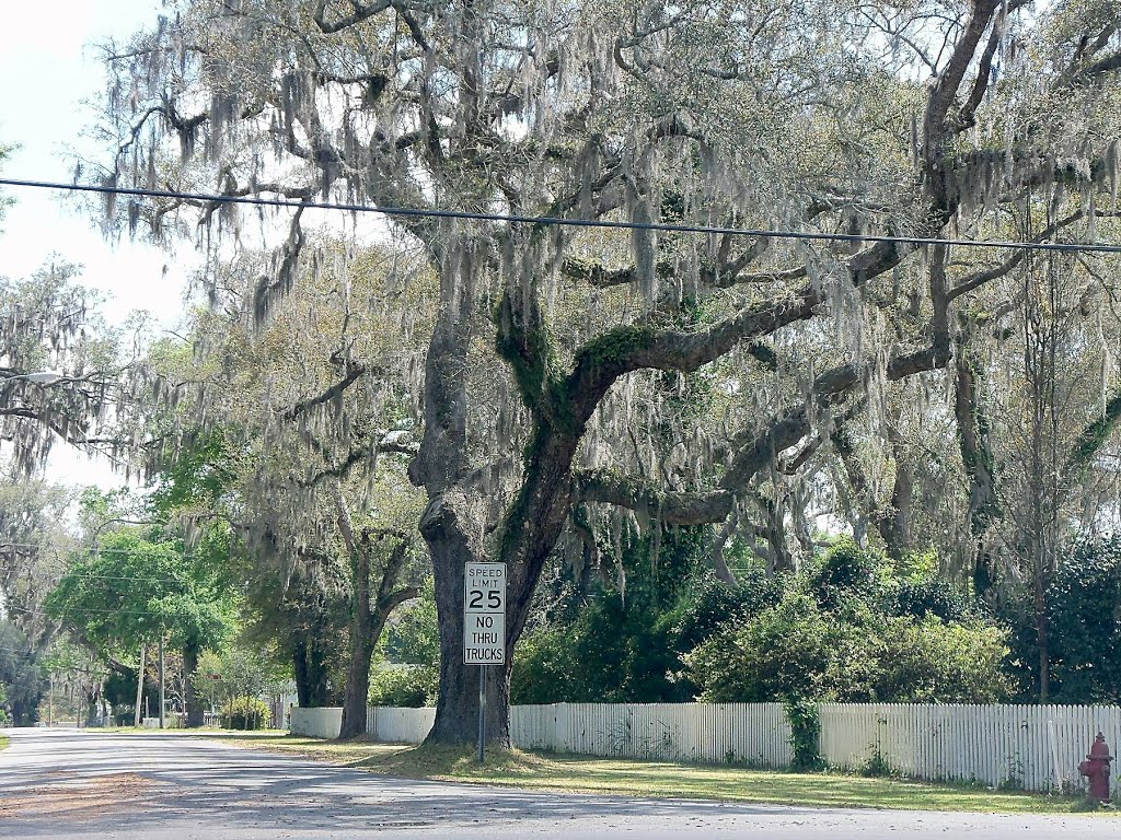 Oak tree, Bagdad, FL (2013) My music: f3music.com