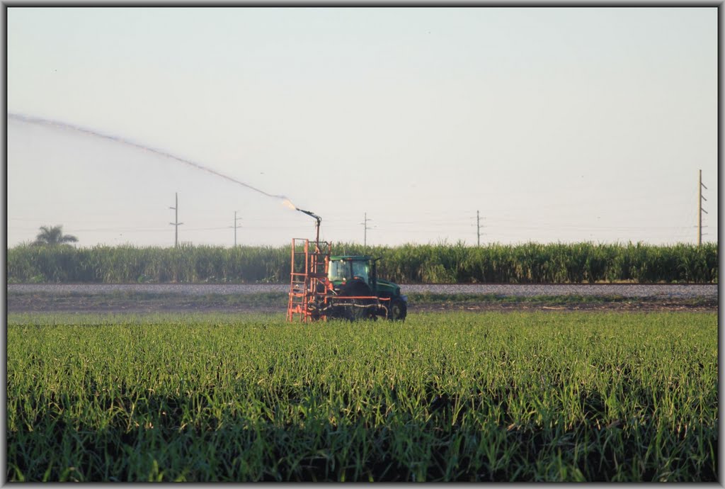 Irrigating Sugarcane Crop