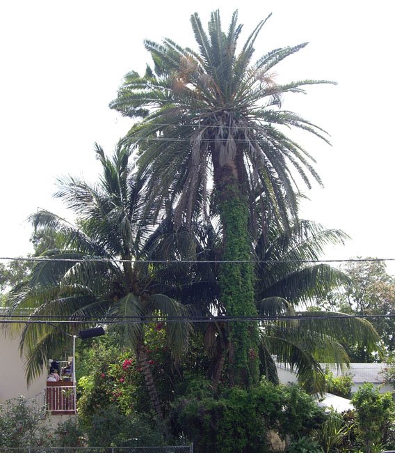 Giant Palm Trees in North Miami