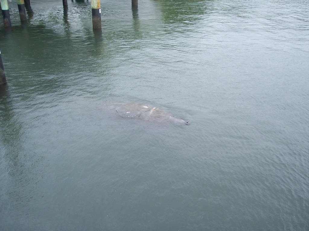 Manatee at Boynton Beach, Fl