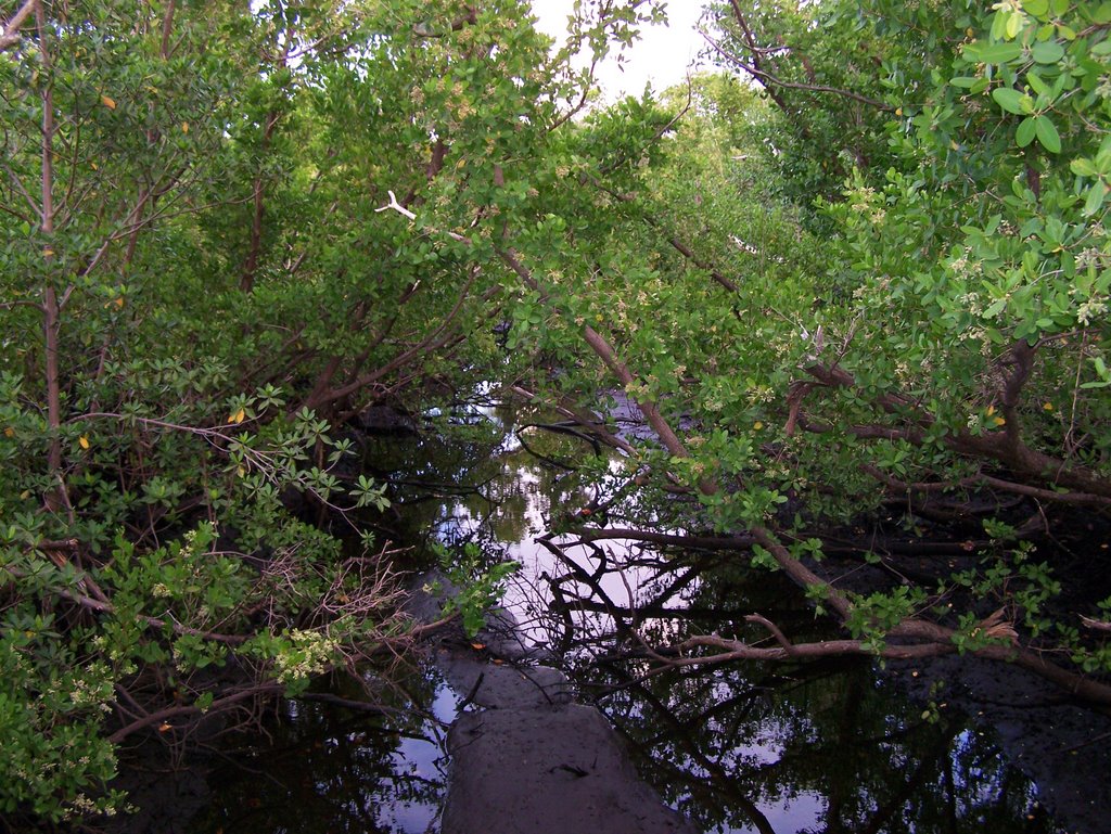 Mangrove Park Mosquito Ditch