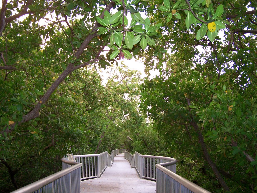 Mangrove Park Walkway 2