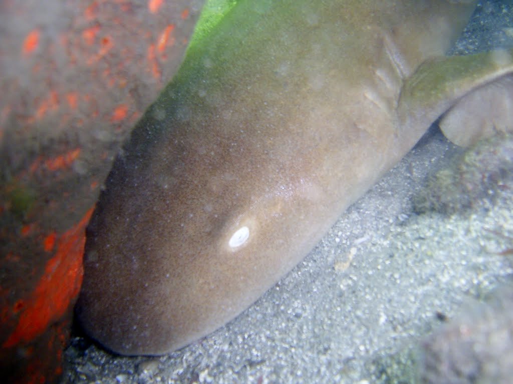 shark