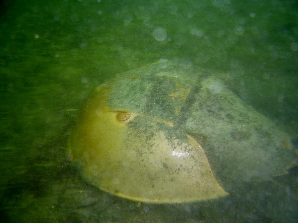 horseshewfish
