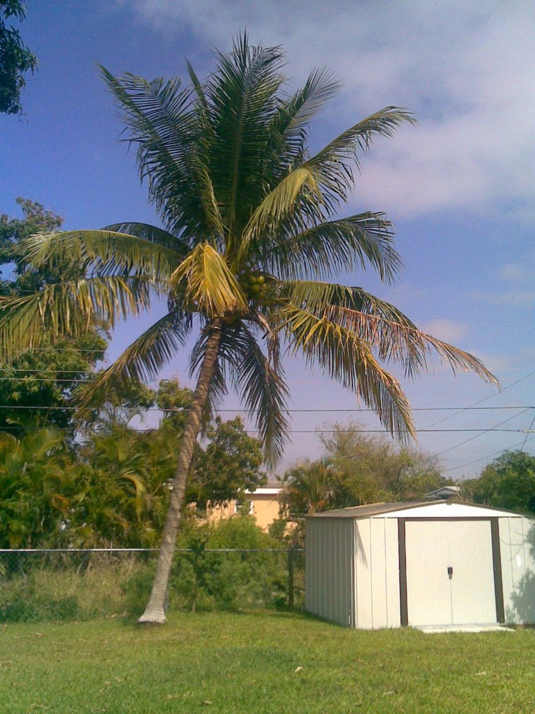 Coconut Palm
