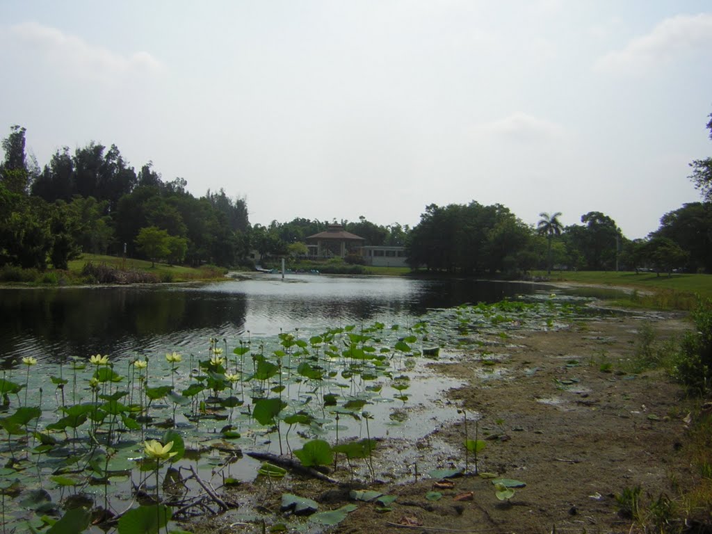 "We Need Rain" pleads the Water Lillies @ Heritage Pk. "Summer 2011"