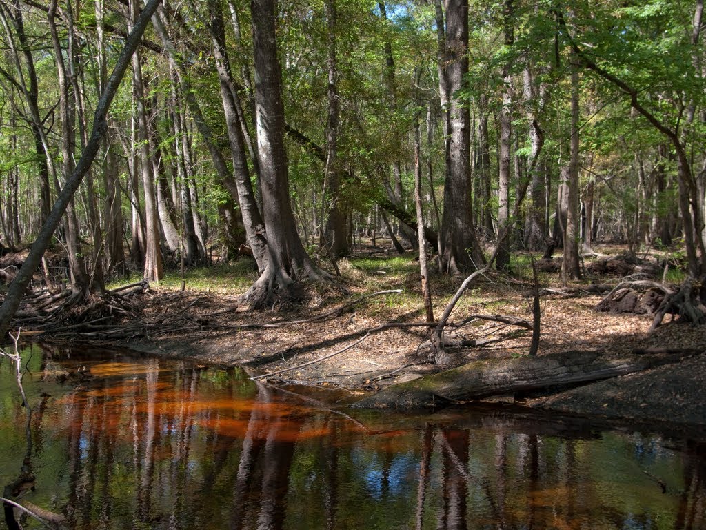 A braid of the Santa Fe River
