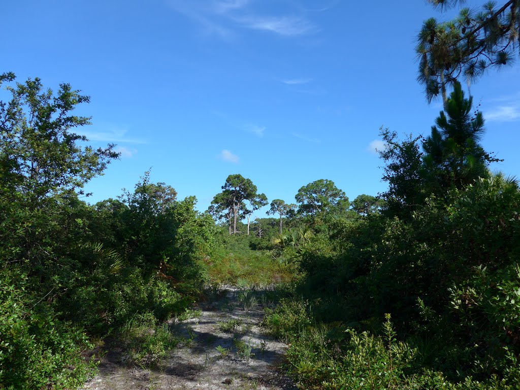 Bayonne Preserve, Sarasota County