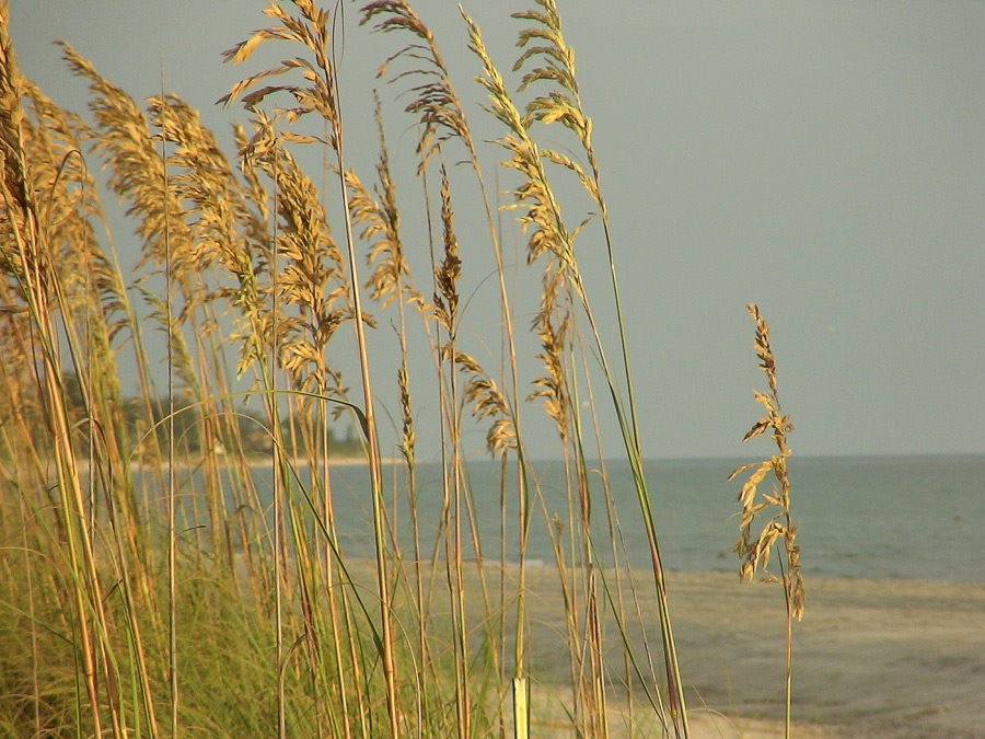 By the sea
