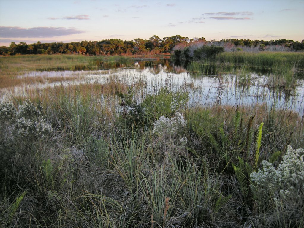 Stoneybrook Wetland