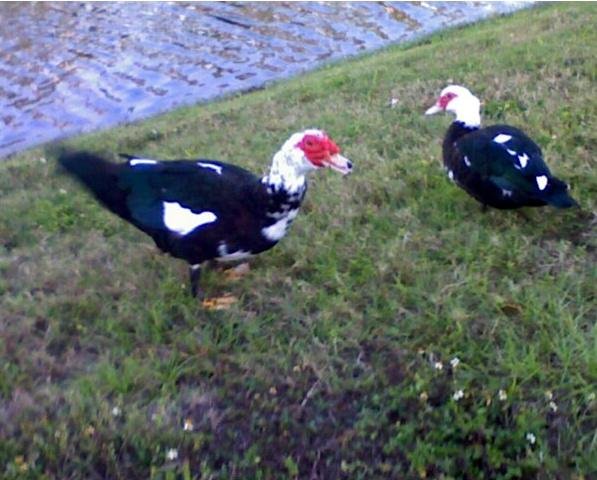 jurassic ducks