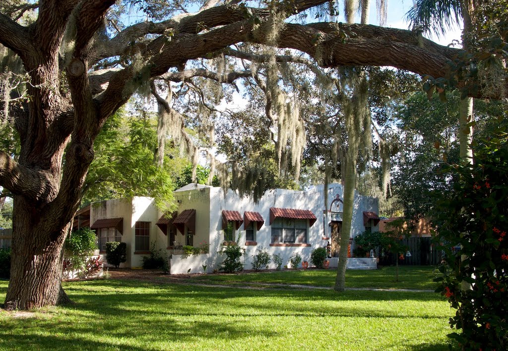The big tree, Vamo, Florida