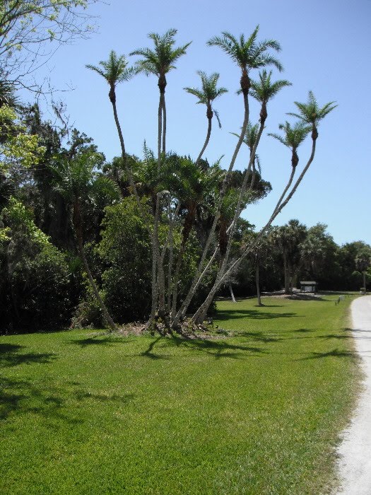 Palm Greeting