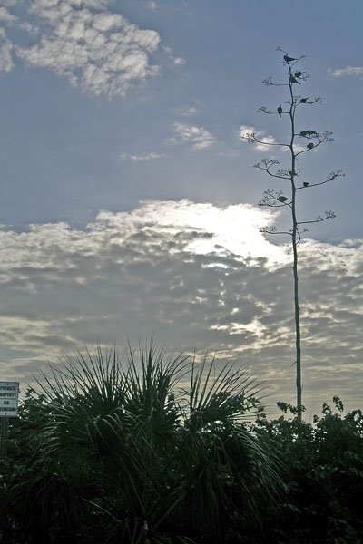 South Venice